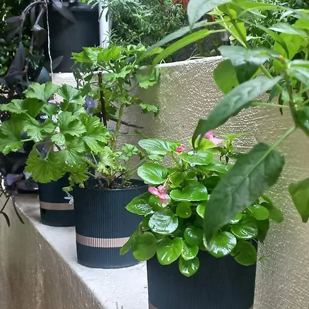 Kellys Μαγική Αυλή Lägenhet Thessaloníki