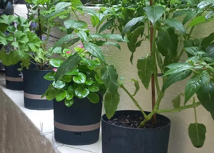 Kellys Μαγική Αυλή 塞萨洛尼基