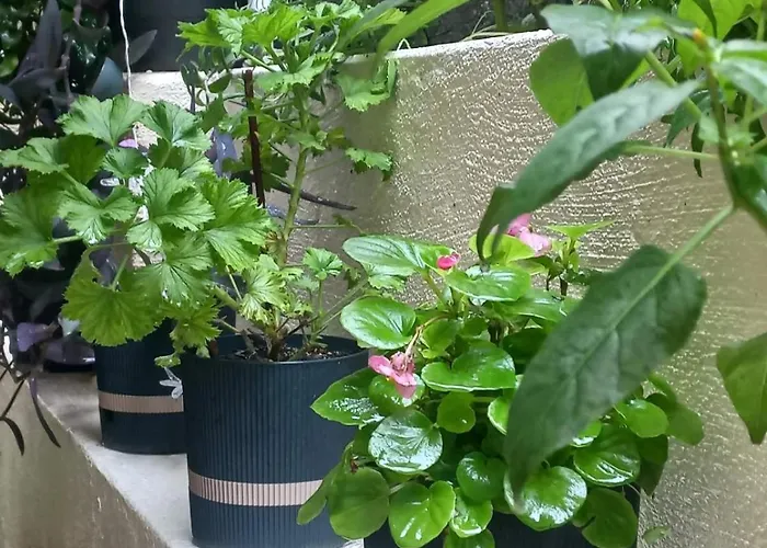 Kellys Μαγική Αυλή 公寓 塞萨洛尼基