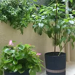 Apartamento Kellys μαγική αυλή