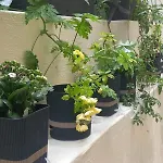 Apartamento Kellys μαγική αυλή