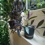 Kellys μαγική αυλή Apartamento *