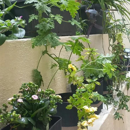 Apartamento Kellys μαγική αυλή Tesalónica