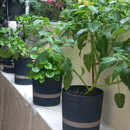 Kellys Μαγική Αυλή Θεσσαλονίκη