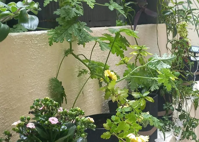 Апартаменты Kellys Μαγική Αυλή Салоники