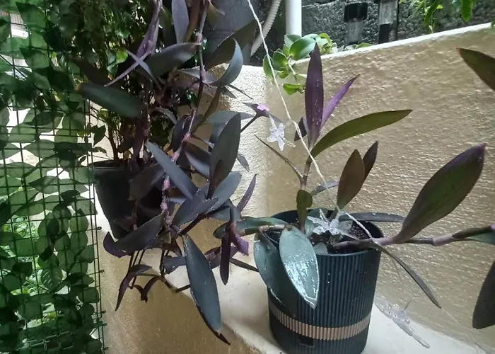 Kellys Μαγική Αυλή Апартаменты *