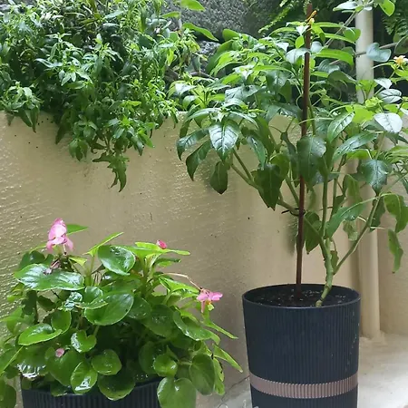 Apartament Kellys μαγική αυλή