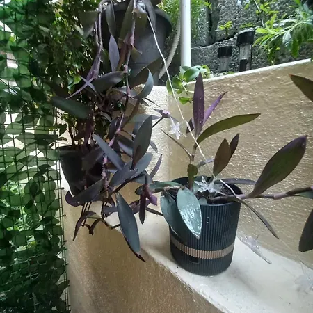 Kellys μαγική αυλή Apartament *